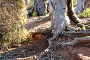Fototapeta na wymiar landscape with eucalyptus tree roots in australian bushland