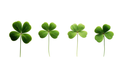 three-leaf and four-leaf clover in a row on a white isolated background