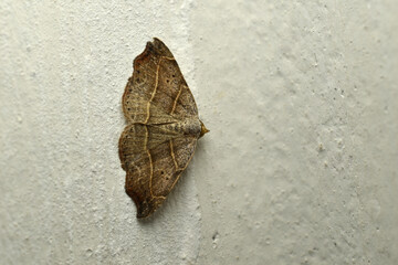 Night moth on a gray wall.