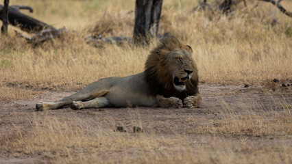 wind-blown large male lion