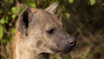 a spotted hyena close-up 