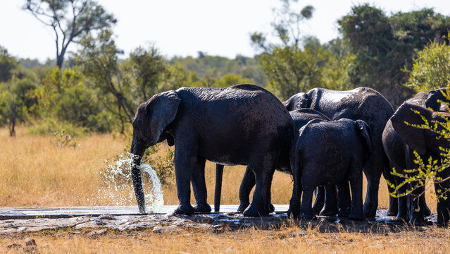 a breeding herd of African elephants at the waterhole