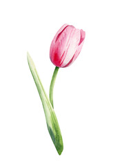 Spring flower. Pink tulip on a white background. Watercolor illustration.