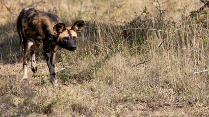 an African wild dog in stalking mode