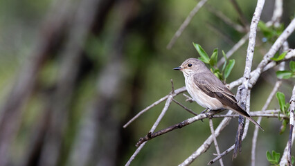 a spotted flycatcher perched in a tree