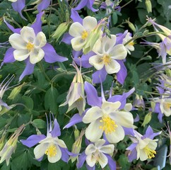 Beautiful flowers in the meadow. Nature in summer.  Flowers mood 