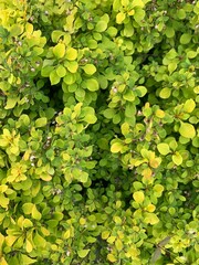 Evergreen ornamental plant . Wildlife.  Spring mood 