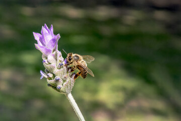 A bee on a lavender flower Lavandula dentata