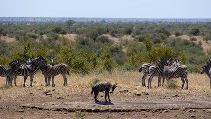 Fototapeta na wymiar a spotted hyena keeping the zebras from a waterhole