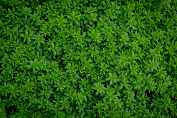 Green image of a tree planted as a bush in the garden. Looking at it, it feels comfortable and refreshing. It makes me feel close to nature and relieves fatigue.