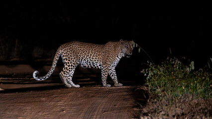 A leopard with one blind eye
