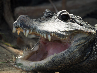 Obraz premium 動物園で口を開けているワニ