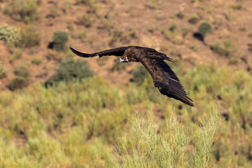 Black vulture in its natural environment.