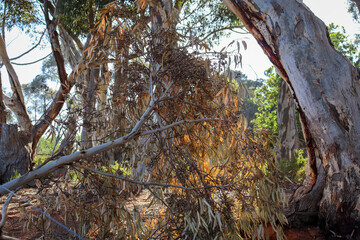 australian bushland landscape with fallen eucalyptus tree branch and foliage