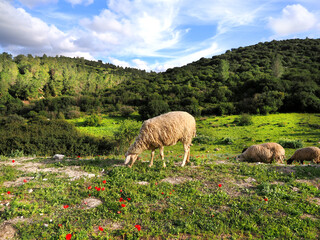 Sheep grazes on a beautiful lawn with flowers