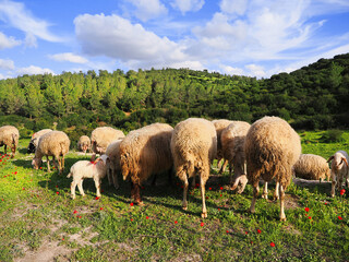 Flock of sheep grazes on green meadows