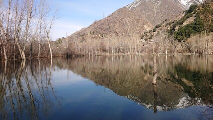 reflection of trees in water