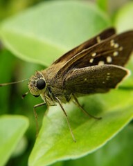 butterfly on leaf