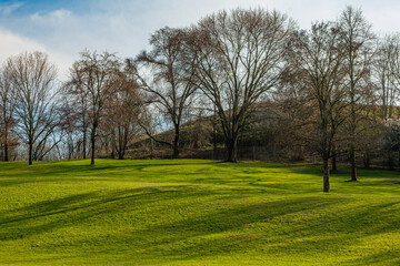 field of grass with trees in the background