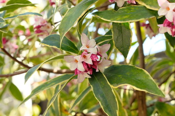 bud of Winter Daphne ,Daphne odora	