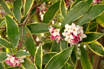 bud of Winter Daphne ,Daphne odora	