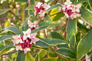 bud of Winter Daphne ,Daphne odora	