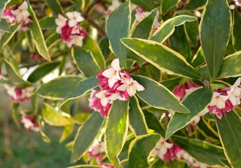 Obraz premium bud of Winter Daphne ,Daphne odora 