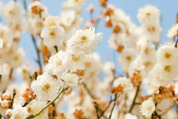 Japanese plum blossom in early spring	
