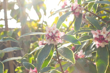 bud of Winter Daphne ,Daphne odora	