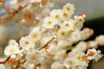 Japanese plum blossom in early spring	
