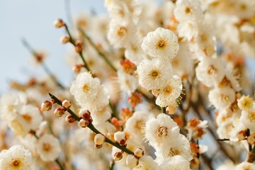 Japanese plum blossom in early spring	
