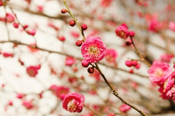 pink Japanese apricot blossom in blooming	