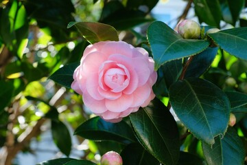 Camellia japonica 'Otome' in full blooming	