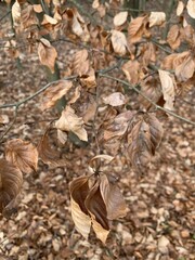 autumn leaves on the ground