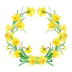 Watercolor illustration of yellow daffodils in botanical style. Wreath of spring flowers on white background.