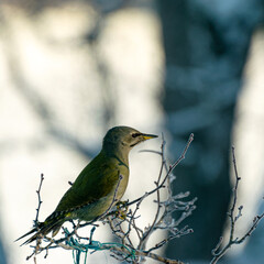 bird feeder with bird, winter bird feeding, cold weather help for wild birds