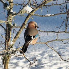 bird feeder with bird, winter bird feeding, cold weather help for wild birds