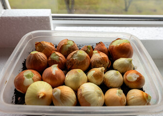 growing onions for food, the first healthy greens in spring, vegetarian food, growing onions on the windowsill