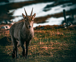 Chamois en balade