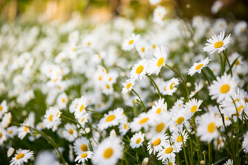Background of field of daisy flowers in bloom. Sunny summer day, rays of light.