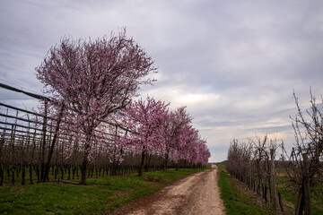 almond trees in spring