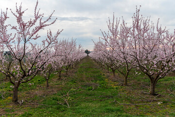 almond trees in spring