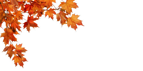 Fototapeta premium autumn maple branch leaves in top left corner edge. transparent. isolated on solid white background