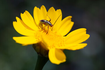 Closterotomus fulvomaculatus. Insect in its natural environment.