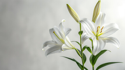 Fototapeta na wymiar Elegant white lilies on a soft gray background with space for text, ideal for occasions like weddings, funerals, or Easter celebrations