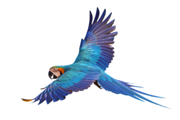 Colorful flying Blue and Gold Macaw parrot isolated on transparent background png file