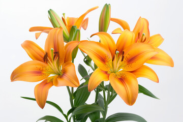 Vibrant orange lilies with speckled petals, isolated on a white background with ample copy space, ideal for spring or gardening-related designs