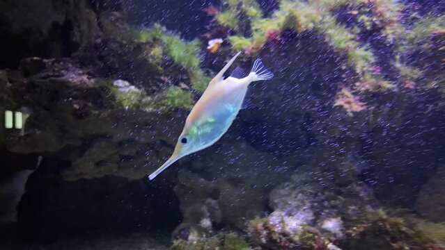 A long nose fish  swimming around underwater