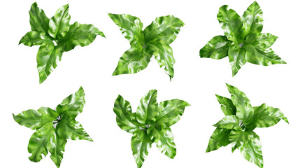 Bird's Nest Fern: Exotic Tropical Foliage in Digital 3D Art, Isolated on Transparent Background for Graphic Design