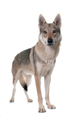  czechoslovakian wolf dog